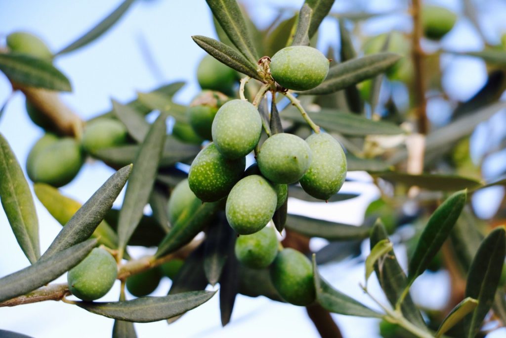 Olives-vertes